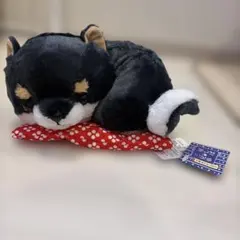 豆しば三兄弟お座布でのんびり　紫左衛門　柴犬