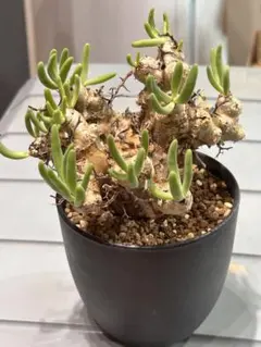 扁平しっかり塊根部！ レウコスリクス チレコドン 多肉植物 塊根植物