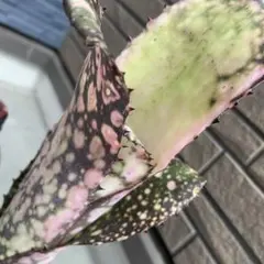 ブロメリア　billbergia talbot my girl ブロメリア billbergia talbot my girl - メルカリ