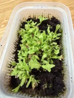 ビカクシダ　メラメラ　胞子体のサムネイル