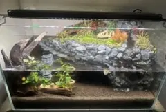 2026年最新】イモリウムの人気アイテム - メルカリ