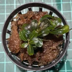 8160様 リクエスト 3点 まとめ商品