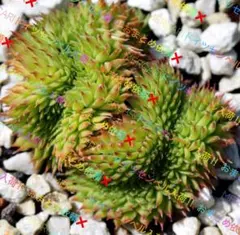 2026年最新】センペルビウムの人気アイテム - メルカリ