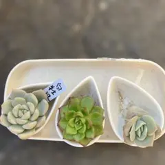 多肉植物　エケベリア　ラブリーローズ5苗セット 多肉植物 エケベリア ラブリーローズ5苗セット