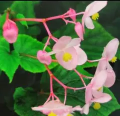 秋海棠　シュウカイドウ　茶花　3苗　写真3発送苗のサムネイル