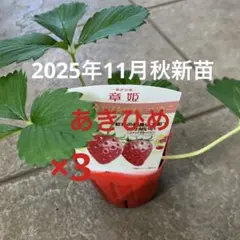 2025年最新】章姫 苗の人気アイテム - メルカリ