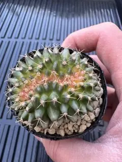 モモママ様 リクエスト 3点 まとめ商品