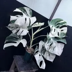 2025年最新】斑入りモンステラ ホワイトタイガーの人気アイテム