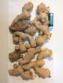 【生姜 種芋 発芽済み】約280gのサムネイル