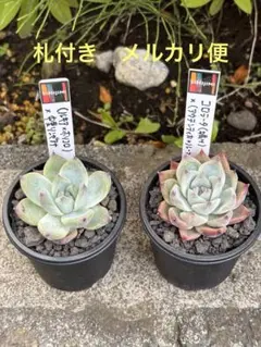 おらいさん苗　原種　緑札　リンゼアナ実生　札付き　5/20撮影 おらいさん リンゼアナ実生【札付き】【希少苗】｜Yahoo!フリマ