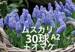ムスカリ30球＋オマケ2球 ムスカリ 30球＋オマケ2球 - メルカリ