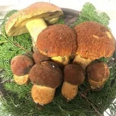 お値打ち！天然きのこアカジコウ&アカヤマドリタケ(ポルチーニ属)590g お値打ち！天然きのこアカジコウ&アカヤマドリタケ(ポルチーニ属)590g