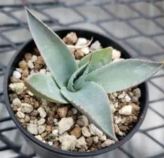 2025年最新】トランカータ 実生の人気アイテム - メルカリ