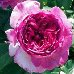 ゆったん様 リクエスト 2点 まとめ商品