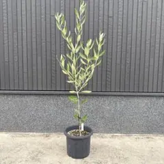 masaki　カラマタとバロウニ　4号ロングスリット苗　オリーブの木 NEWカラマタ（オリーブの木）｜Sサイズ｜NO.10617｜約105cm