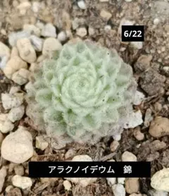センペルビウム アラクノイデウム 錦 斑入り 超レア - メルカリ