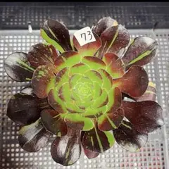 72#多肉植物アエオニウム❤️海王锦❤️1大頭11cm拨き苗 - メルカリ