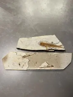 Item thumbnail for item 00842b8b-083b-40a3-a5f1-6e6437811d40