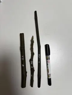 aki様専用　果樹の穗木3本セット