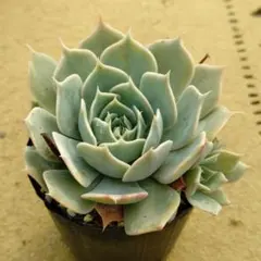 の*い様 secunda,Xichu×クリスペートビューティ 多肉植物抜き苗うにのサムネイル
