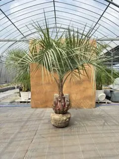 ココスヤシ　3本立ち　引取限定 kokosuyashi-kabu-3-1.jpg