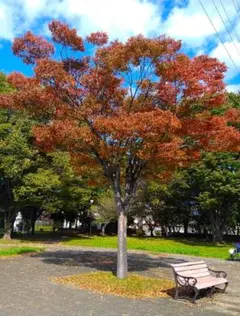 トレクル様 リクエスト 3点 まとめ商品