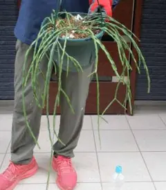 2025年最新】パラドクサ ファインの人気アイテム - メルカリ