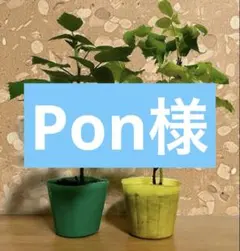 レモンリーフの種×40個（サラールベリー、種子、コノハムシやナナフシ