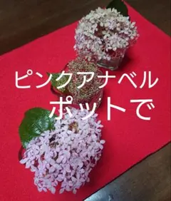 【Jポットで】ピンクアナベル　苗　ピンク　アナベルのサムネイル