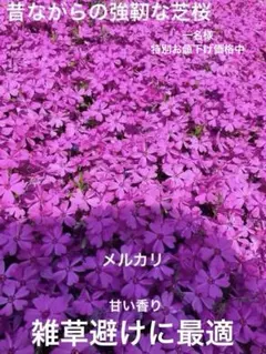 らま様 リクエスト 2点 まとめ商品