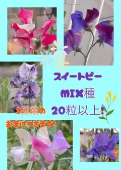 スイートピーMIX 種20粒以上 （おまけ3種類付き）