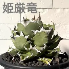 2026年最新】姫厳竜 子株の人気アイテム - メルカリ