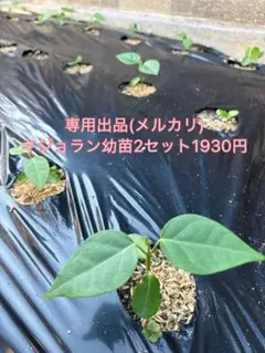 【専用】キジョラン幼苗2株セットのサムネイル