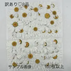 押し花♡No412♡訳あり♡B品♡ノースポール