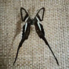 レア！マレーシア 蝶の標本 12種 海外 蝶々 カラフル 2025年最新】マレーシア 蝶 標本の人気アイテム - メルカリ