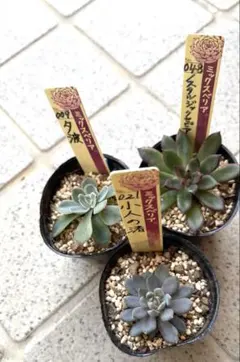 2025年最新】夕波 多肉の人気アイテム - メルカリ