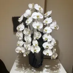 胡蝶蘭 3本立ち 白 鉢花のサムネイル