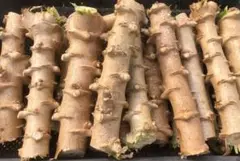 2026年最新】キャッサバ苗木の人気アイテム - メルカリ