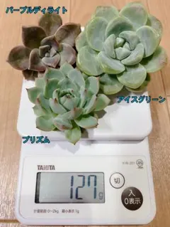 【多肉植物】エケベリア、他　カット苗②
