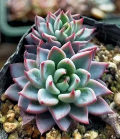 た*代様 青鬼　ミックスベリア　おらいさん　土付き発送　多肉