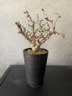 2026年最新】センナ メリディオナリスの人気アイテム - メルカリ