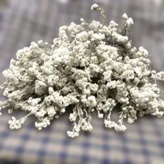 moco.様　専用 大量2束 カワラハハコドライフラワー130本以上