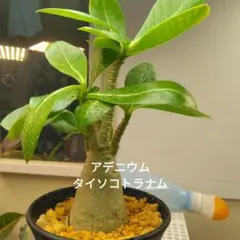 2025年最新】アデニウム ソコトラナムの人気アイテム - メルカリ