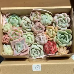 2026年最新】多肉 抜き苗 セットの人気アイテム - メルカリ