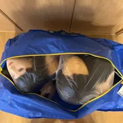 Item thumbnail for item bfd7864e-45d5-45ef-92db-89de527afd59