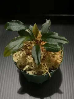 あ*ら様 【希少】Bucephalandra Goliath Silver 水上 - メルカリ