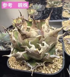 2026年最新】アガベ オアハカの人気アイテム - メルカリ