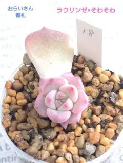 cocoa(๑^-^๑)様 リクエスト 2点 まとめ商品