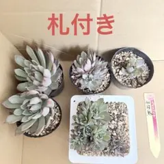 2025年最新】ミックスベリアの人気アイテム - メルカリ