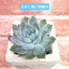 まめこ様ご依頼分 霜椿×ホーリンゼ 他 多肉 エケベリア